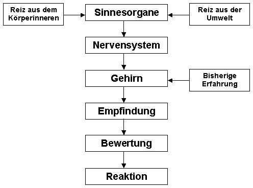 sinneswahrnehmung prozess